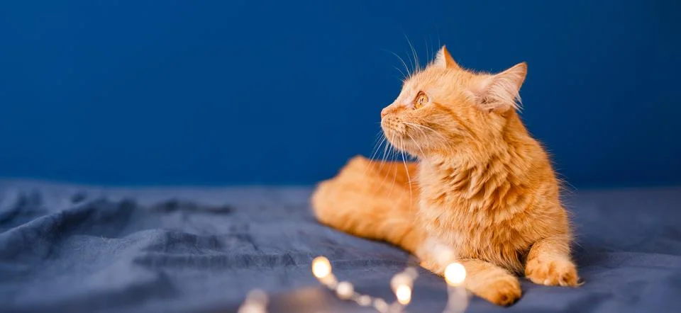 Cute ginger cat lying in bed. Fluffy pet comfortably settled to sleep. Cozy.. Stock Photos