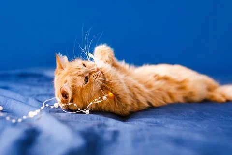 Cute ginger cat lying in bed. Fluffy pet comfortably settled to sleep. Cozy.. Stock Photos