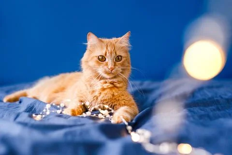 Cute ginger cat lying in bed. Fluffy pet comfortably settled to sleep. Cozy.. Stock Photos