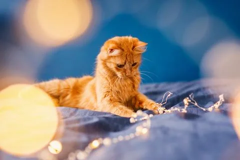 Cute ginger cat lying in bed. Fluffy pet comfortably settled to sleep. Cozy.. Stock Photos