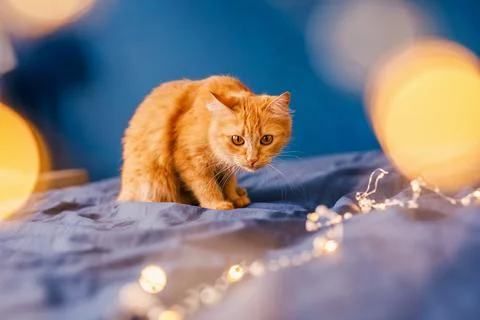 Cute ginger cat lying in bed. Fluffy pet comfortably settled to sleep. Cozy h Stock Photos