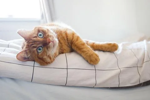 Cute ginger cat lying on the bed close up Stock Photos