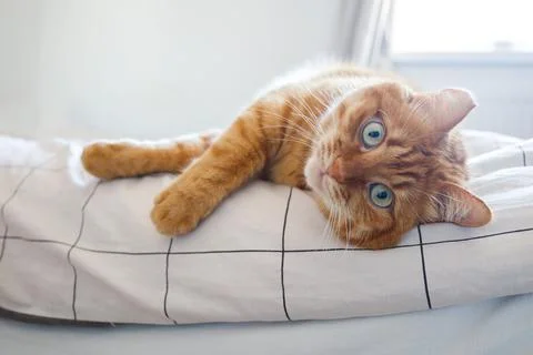 Cute ginger cat lying on the bed close up Stock Photos