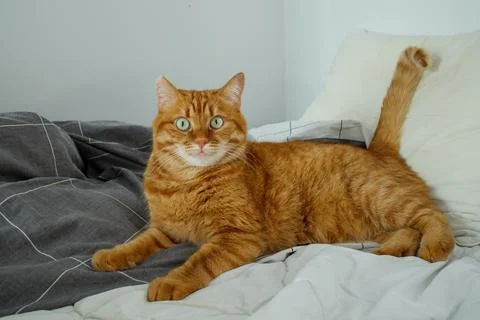 Cute ginger cat lying on the bed and looking at camera Foto stock