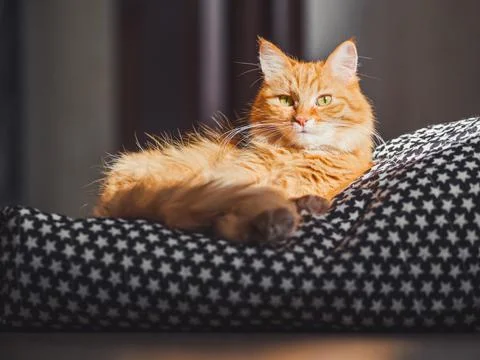 Cute ginger cat lying on black blanket. Fluffy pet comfortably settled to sle Stock Photos