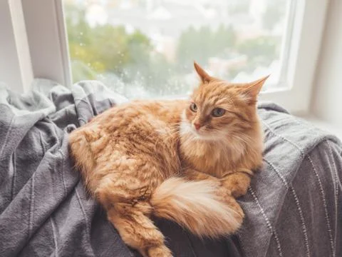 Cute ginger cat lying on blanket. Fluffy pet on window sill. It's raining out Stock Photos