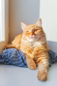 Cute ginger cat is lying on blue striped shirt on window sill. Cozy home back Foto stock