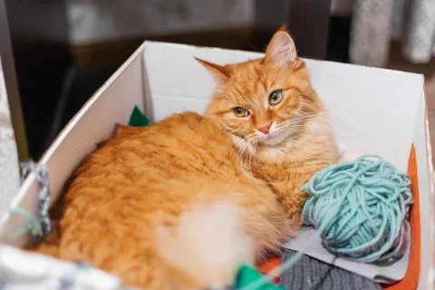 Cute ginger cat lying in box with colorful yarn. Fluffy pet with threads for  Stock Photos