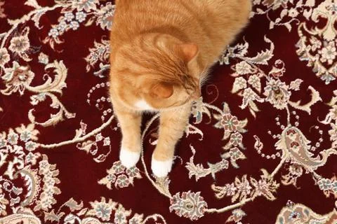 Cute ginger cat lying on carpet with pattern, top view Stock Photos