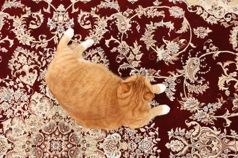 Cute ginger cat lying on carpet with pattern, top view Foto stock