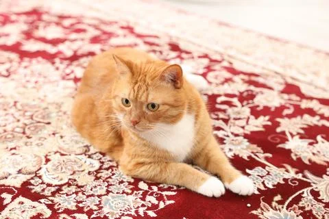 Cute ginger cat lying on carpet with pattern Stock Photos