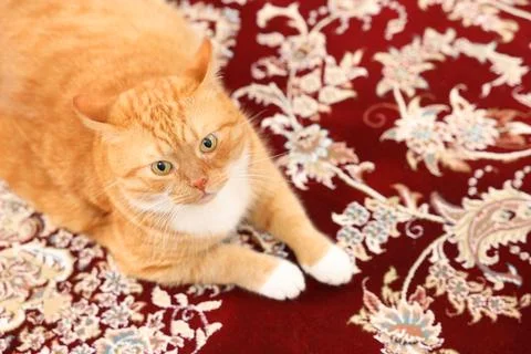 Cute ginger cat lying on carpet with pattern. Space for text Stock Photos