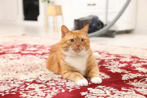Cute ginger cat lying on carpet with pattern at home Stock Photos