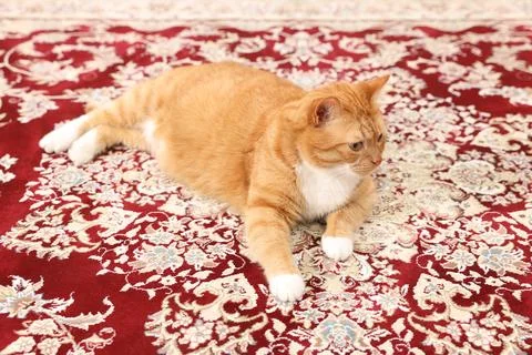 Cute ginger cat lying on carpet with pattern Stock Photos