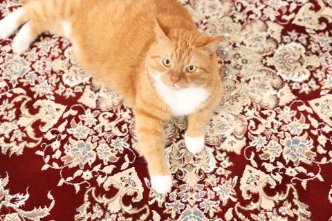 Cute ginger cat lying on carpet with pattern, above view 스톡 사진