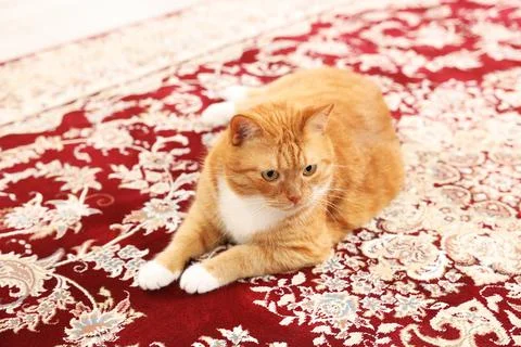 Cute ginger cat lying on carpet with pattern 写真素材