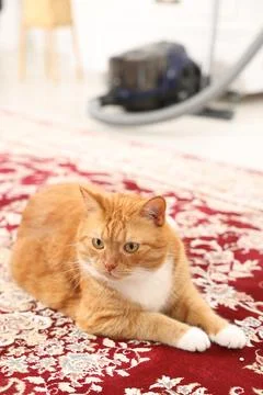 Cute ginger cat lying on carpet with pattern at home Foto stock