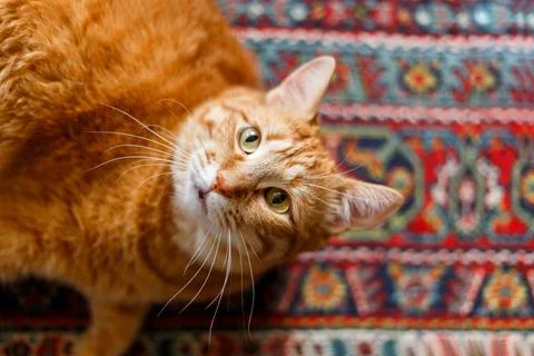 Cute ginger cat lying on carpet at home on wooden floor. Stock Photos