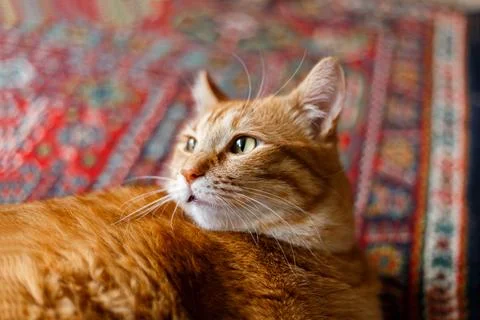 Cute ginger cat lying on carpet at home on wooden floor. Stock Photos