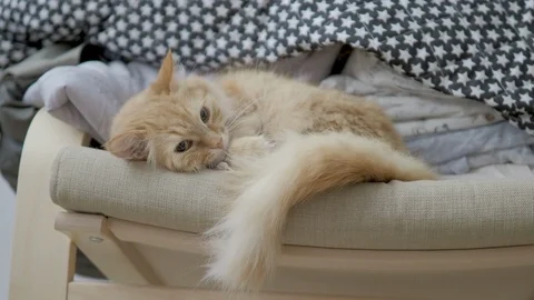 Cute ginger cat lying on chair near clothes stacked in pile. Fluffy pet dozing Stock Footage 108229323