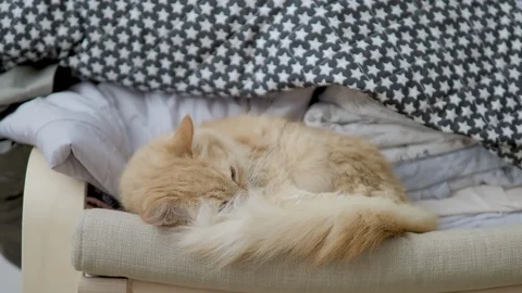 Cute ginger cat lying on chair near clothes stacked in pile. Fluffy pet dozing Stock Footage 108230291