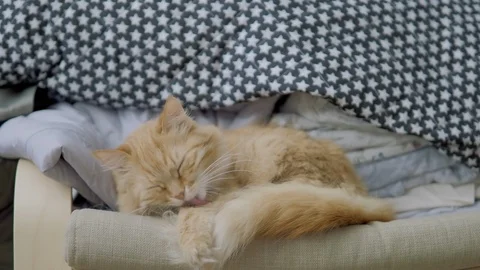 Cute ginger cat lying on chair near clothes stacked in pile. Fluffy pet dozing Stock Footage 108276603