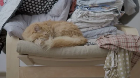 Cute ginger cat lying on chair near clothes stacked in pile. Fluffy pet dozing Stock Footage 108277774