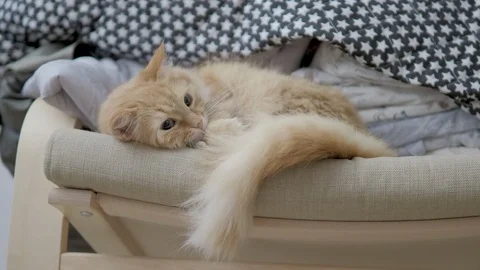 Cute ginger cat lying on chair near clothes stacked in pile. Fluffy pet dozing Stock Footage 108345430