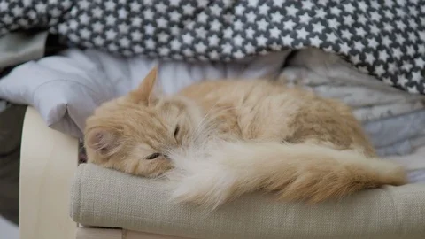 Cute ginger cat lying on chair near clothes stacked in pile. Fluffy pet dozing Stock Footage 108345636