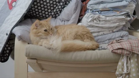 Cute ginger cat lying on chair near clothes stacked in pile. Fluffy pet dozing Stock Footage 108345845