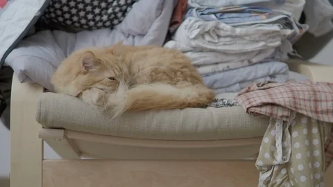 Cute ginger cat lying on chair near clothes stacked in pile. Fluffy pet dozing Stock Footage 108406071