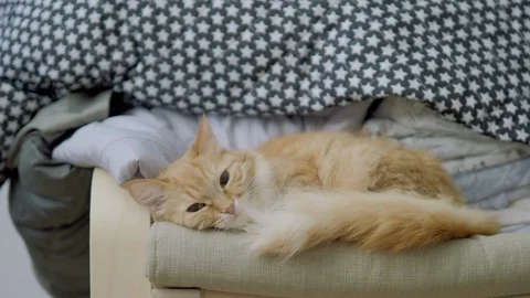 Cute ginger cat lying on chair near clothes stacked in pile. Fluffy pet dozing Stock Footage 108534888