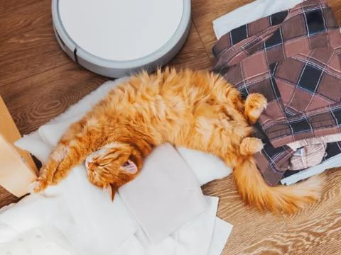Cute ginger cat lying on clothes. Mess in room, outfits and Robot vacuum clea Stock Photos