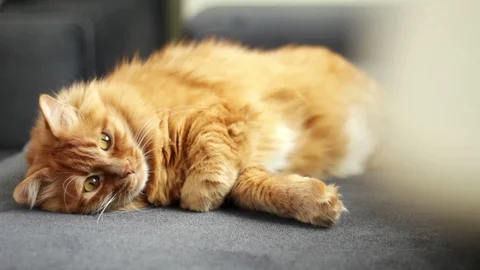 Cute Ginger Cat Lying on Couch Near Window Curtain Stock-Footage 96247215