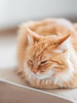 Cute ginger cat lying on couch. Fluffy pet looks sleepy. Cozy home background Foto stock