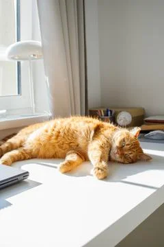 Cute ginger cat lying on the desk near the window at home on a sunny day po.. Stock Photos