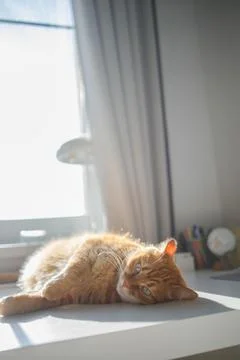 Cute ginger cat lying on the desk at home and enjoying sunlight from the wi.. Stock Photos