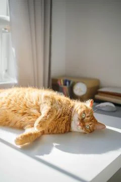 Cute ginger cat lying on the desk at home and enjoying sunlight from the wi.. Stock Photos