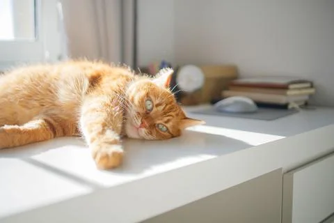 Cute ginger cat lying on the desk at home and enjoying sunlight from the wi.. Stock Photos