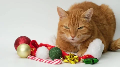 Cute ginger cat lying down on white background with Christmas decorations Stock Footage 294171592