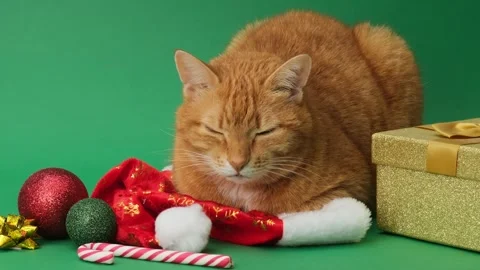 Cute ginger cat lying down on green background with Christmas gifts Stock Footage 294201325