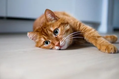 Cute ginger cat lying on the floor close up Stock Photos