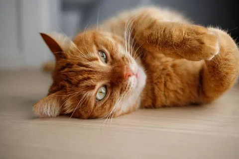 Cute ginger cat lying on the floor close up Stock Photos