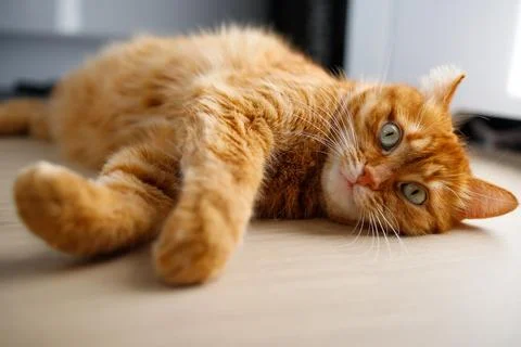 Cute ginger cat lying on the floor close up Stock Photos