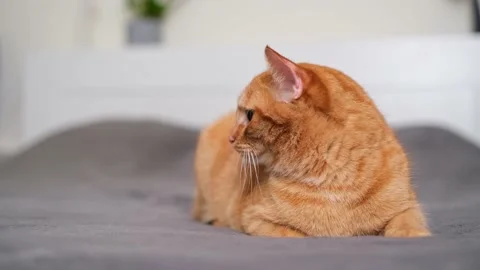 A cute ginger cat is lying on a gray plaid in the bedroom. Stock Footage 238509011