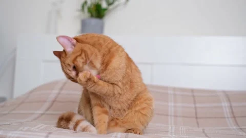Cute ginger cat lying on orange plaid in the bedroom. Stock Footage 238509010
