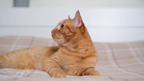 Cute ginger cat lying on orange plaid in the bedroom. Stock Footage 238509014