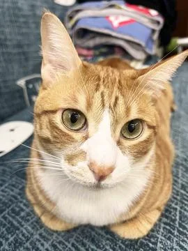 Cute ginger cat lying on the sofa and look at camera close up 스톡 사진