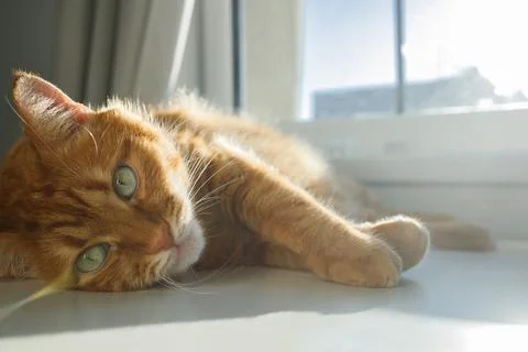 Cute ginger cat lying in sunlight near the window and looking at camera clo.. Foto stock