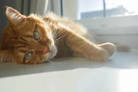 Cute ginger cat lying in sunlight near the window and looking at camera clo.. Stock Photos